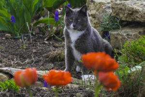 Humane Society to issue spay/neuter vouchers for stray cats
